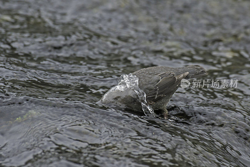 美国北斗七星(Cinclus mexicanus)，也被称为水乌泽，在黄石国家公园发现。在河里捕食小昆虫。